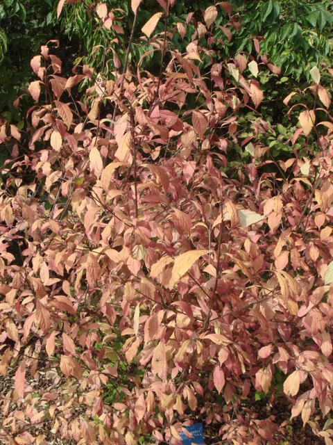 Callicarpa dichotoma automne P1D (2)